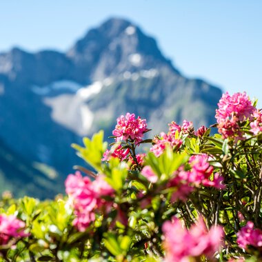 Bunte Alpenrosen vor einer Bergkulisse mit schneebedeckten Gipfeln im Hintergrund. | © Kleinwalsertal Tourismus eGen • Fotograf: Dominik Berchtold