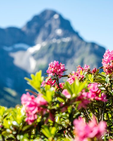Bunte Alpenrosen vor einer Bergkulisse mit schneebedeckten Gipfeln im Hintergrund.
