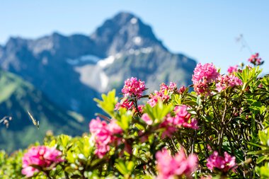 Bunte Alpenrosen vor einer Bergkulisse mit schneebedeckten Gipfeln im Hintergrund.