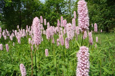 Pinkfarbene Blüten des Schlangenknöterichs in einer Wiese mit grünen Bäumen im Hintergrund.