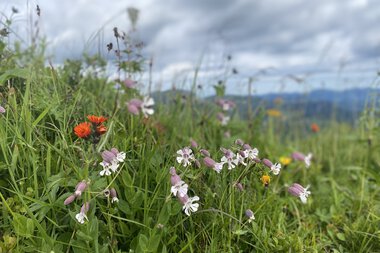 Bunte Blumen und Gras in einer Wiese unter einem bewölkten Himmel, mit Bergen im Hintergrund.