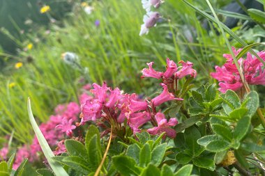 Nahaufnahme von pinken Alpenrosen mit grünen Tellern im Gebirge, umgeben von anderen bunten Blumen und Gräsern