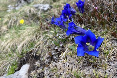 Bergwiese mit blauen Clusius-Enzianen an steinigem Hang, umgeben von Gras und kleinen Pflanzen.