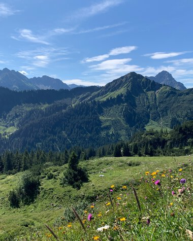 Panoramablick auf grüne Hügel und Berge im Sommer mit blühendem Wiesen im Vordergrund.