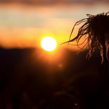 Sonnenuntergang mit einer kleinen Blume im Vordergrund, warmes Licht und eine ruhige Stimmung.