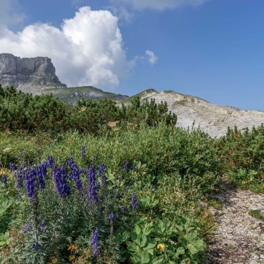 Berglandschaft mit violetten Blumen, grünen Büschen und einem steinigen Pfad unter einem blauen Himmel mit Wolken.