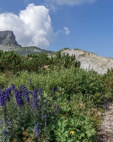 Berglandschaft mit violetten Blumen, grünen Büschen und einem steinigen Pfad unter einem blauen Himmel mit Wolken.