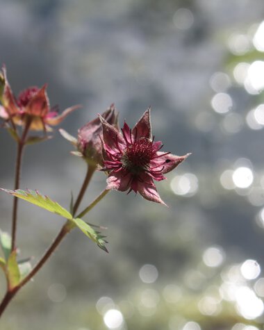 Nahaufnahme einer Pflanze mit rötlichen Blüten vor einem verschwommenen Hintergrund, der an Wasser und Lichtreflexe erinnert.