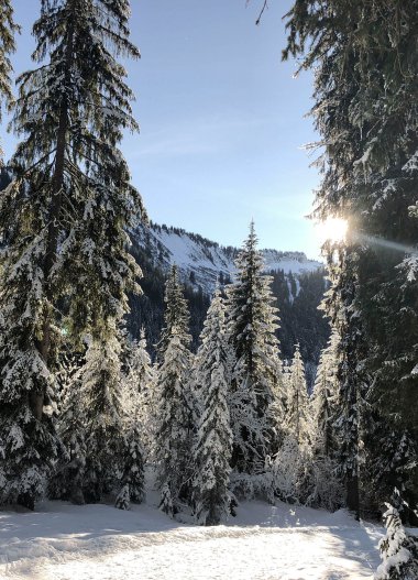 Winterliche Waldlandschaft mit schneebedeunten Tannen und Sonnenlicht, das durch die Bäume scheint.