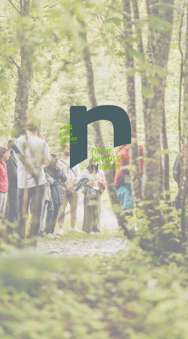 Gruppe von Menschen, die einen Waldweg im Sonnenlicht entlanggehen, mit Bäumen und grüner Natur im Hintergrund.