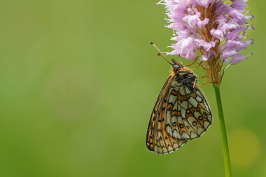 Perlmuttfalter, ein Schmetterling, sitzt an einer pinken Blüte und trinkt Nektar