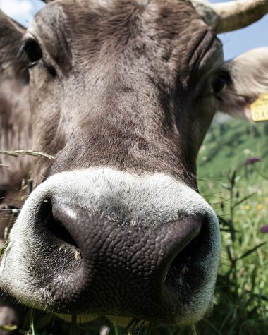 Nahaufnahme einer Kuh mit großen Schnauze im Grün, mit Blumen im Hintergrund, auf einer Wiese bei sonnigem Wetter.