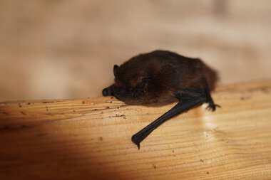Eine Zwergfledermaus liegt auf einem Holzstück.