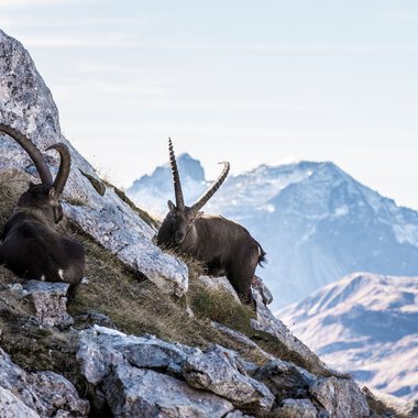 Two chamois climbing on rocky terrain with a mountain backdrop, including snow-capped peaks in the background. | © Kleinwalsertal Tourismus eGen • Photographer: Frank Drechsel