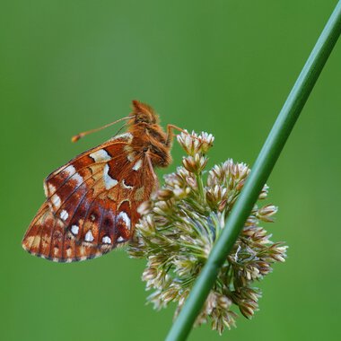 Nahaufnahme eines Schmetterlings auf einer Blüte in Hochmoor-Umgebung.