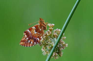 Nahaufnahme eines Schmetterlings auf einer Blüte in Hochmoor-Umgebung.