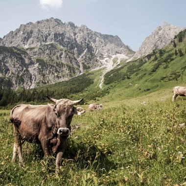 Kühe und Rinder grasen in einer grünen Wiesenlandschaft mit Bergen im Hintergrund.