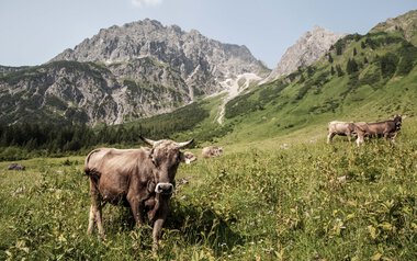 Kühe und Rinder grasen in einer grünen Wiesenlandschaft mit Bergen im Hintergrund.
