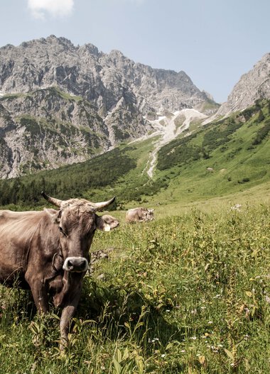 Kühe und Rinder grasen in einer grünen Wiesenlandschaft mit Bergen im Hintergrund.