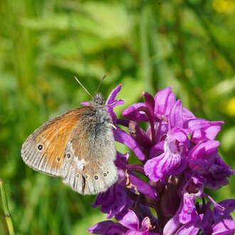 Ein brauner Schmetterling sitzt auf einer pink/violetten Blume in einer grünen Wiesenlandschaft.