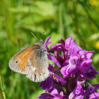 Ein brauner Schmetterling sitzt auf einer pink/violetten Blume in einer grünen Wiesenlandschaft.