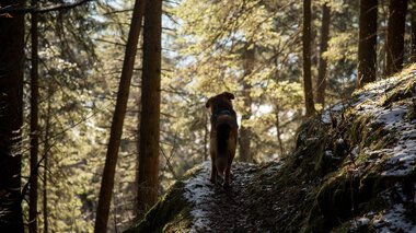 © Lukas Rinner Hund wandert auf einem verschneiten Waldpfad im Sonnenlicht, umgeben von hohen Bäumen im Herbstwald.