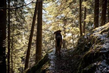 Hund wandert auf einem verschneiten Waldpfad im Sonnenlicht, umgeben von hohen Bäumen im Herbstwald.