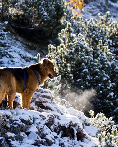 Hund steht im verschneiten Berggelände mit Büschen im Hintergrund, kaltes Wetter, Winter.