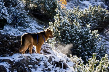 Hund steht im verschneiten Berggelände mit Büschen im Hintergrund, kaltes Wetter, Winter.