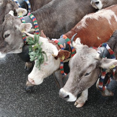Mehrere Kühe mit bunten Halsschleifen und Zöpfen bei einem Alpabtrieb