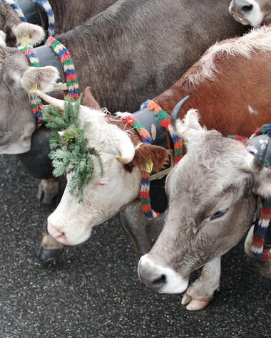 Mehrere Kühe mit bunten Halsschleifen und Zöpfen bei einem Alpabtrieb