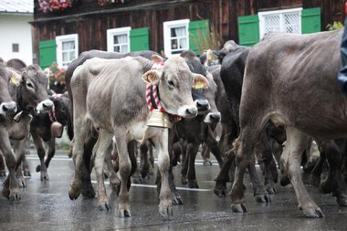 Eine Gruppe von Kühen und Kälbern bei einem Almabtrieb in einer niederbayerischen Ortschaft, lärmend auf einer nassen Straße.
