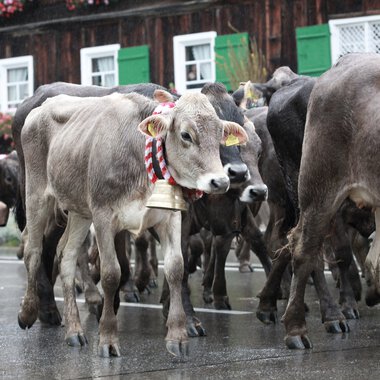 A herd of cows and calves during a traditional livestock drive through a village, walking on a wet street. | © Kleinwalsertal Tourismus eGen • Photographer: Frank Drechsel