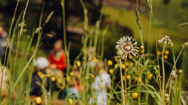 © Philip Herzhoff Blumen und Gräser im Vordergrund, im Hintergrund sind unscharfe Personen bei einem Festival im Kleinwalsertal. Zeigt eine natürliche, grüne Umgebung.